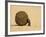 Dung Beetle Pushing a Ball of Dung, Masai Mara National Reserve, Kenya, East Africa, Africa-James Hager-Framed Photographic Print