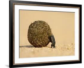 Dung Beetle Pushing a Ball of Dung, Masai Mara National Reserve, Kenya, East Africa, Africa-James Hager-Framed Photographic Print