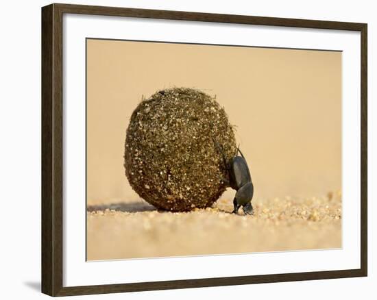 Dung Beetle Pushing a Ball of Dung, Masai Mara National Reserve, Kenya, East Africa, Africa-James Hager-Framed Photographic Print