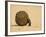 Dung Beetle Pushing a Ball of Dung, Masai Mara National Reserve, Kenya, East Africa, Africa-James Hager-Framed Photographic Print