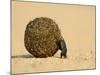 Dung Beetle Pushing a Ball of Dung, Masai Mara National Reserve, Kenya, East Africa, Africa-James Hager-Mounted Photographic Print
