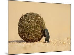 Dung Beetle Pushing a Ball of Dung, Masai Mara National Reserve, Kenya, East Africa, Africa-James Hager-Mounted Photographic Print