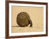 Dung Beetle Pushing a Ball of Dung, Masai Mara National Reserve, Kenya, East Africa, Africa-James Hager-Framed Photographic Print