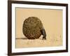 Dung Beetle Pushing a Ball of Dung, Masai Mara National Reserve, Kenya, East Africa, Africa-James Hager-Framed Photographic Print