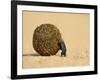 Dung Beetle Pushing a Ball of Dung, Masai Mara National Reserve, Kenya, East Africa, Africa-James Hager-Framed Photographic Print