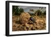 Dung beetle rolling a ball of dung, Texas, USA-Karine Aigner-Framed Photographic Print