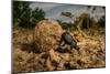 Dung beetle rolling a ball of dung, Texas, USA-Karine Aigner-Mounted Photographic Print