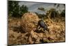 Dung beetle rolling a ball of dung, Texas, USA-Karine Aigner-Mounted Photographic Print
