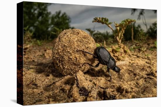 Dung beetle rolling a ball of dung, Texas, USA-Karine Aigner-Stretched Canvas