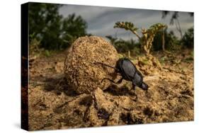 Dung beetle rolling a ball of dung, Texas, USA-Karine Aigner-Stretched Canvas