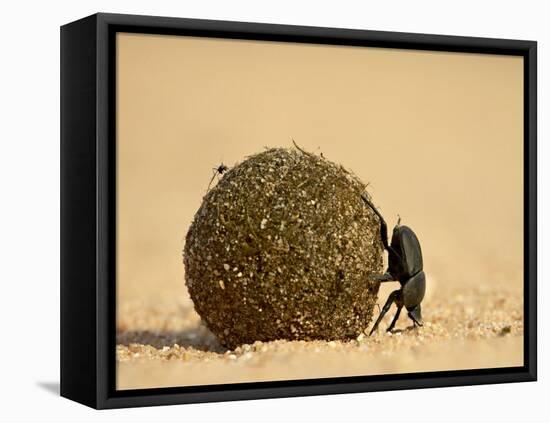 Dung Beetle Rolling a Dung Ball, Kruger National Park, South Africa, Africa-James Hager-Framed Stretched Canvas