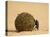 Dung Beetle Rolling a Dung Ball, Kruger National Park, South Africa, Africa-James Hager-Stretched Canvas