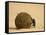 Dung Beetle Rolling a Dung Ball, Kruger National Park, South Africa, Africa-James Hager-Framed Stretched Canvas