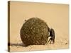 Dung Beetle Rolling a Dung Ball, Kruger National Park, South Africa, Africa-James Hager-Stretched Canvas