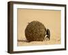 Dung Beetle Rolling a Dung Ball, Kruger National Park, South Africa, Africa-James Hager-Framed Photographic Print