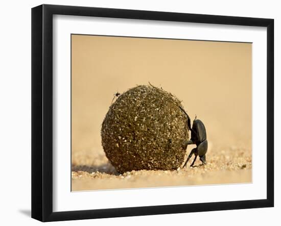 Dung Beetle Rolling a Dung Ball, Kruger National Park, South Africa, Africa-James Hager-Framed Photographic Print