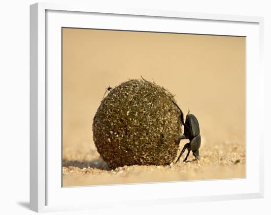 Dung Beetle Rolling a Dung Ball, Kruger National Park, South Africa, Africa-James Hager-Framed Photographic Print