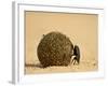 Dung Beetle Rolling a Dung Ball, Kruger National Park, South Africa, Africa-James Hager-Framed Photographic Print