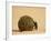 Dung Beetle Rolling a Dung Ball, Kruger National Park, South Africa, Africa-James Hager-Framed Photographic Print