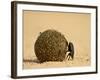 Dung Beetle Rolling a Dung Ball, Kruger National Park, South Africa, Africa-James Hager-Framed Photographic Print