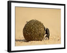 Dung Beetle Rolling a Dung Ball, Kruger National Park, South Africa, Africa-James Hager-Framed Photographic Print