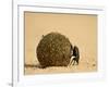 Dung Beetle Rolling a Dung Ball, Kruger National Park, South Africa, Africa-James Hager-Framed Photographic Print