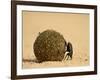 Dung Beetle Rolling a Dung Ball, Kruger National Park, South Africa, Africa-James Hager-Framed Photographic Print