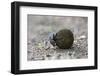 Dung Beetle (Scarabaeidae) Rolling Ball it Has Made Out of Zebra Dung-Ann and Steve Toon-Framed Photographic Print