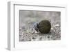 Dung Beetle (Scarabaeidae) Rolling Ball it Has Made Out of Zebra Dung-Ann and Steve Toon-Framed Photographic Print