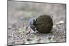 Dung Beetle (Scarabaeidae) Rolling Ball it Has Made Out of Zebra Dung-Ann and Steve Toon-Mounted Photographic Print