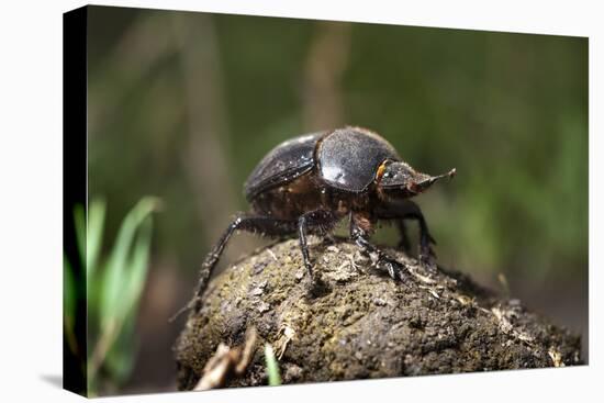 Dung Beetle-null-Stretched Canvas