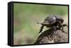 Dung Beetle-null-Framed Stretched Canvas