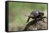 Dung Beetle-null-Framed Stretched Canvas