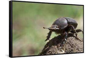 Dung Beetle-null-Framed Stretched Canvas