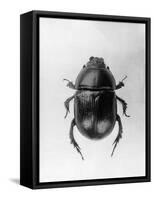 Dung Beetle-null-Framed Stretched Canvas