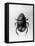 Dung Beetle-null-Framed Stretched Canvas