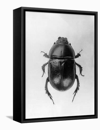 Dung Beetle-null-Framed Stretched Canvas