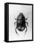 Dung Beetle-null-Framed Stretched Canvas