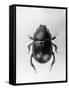 Dung Beetle-null-Framed Stretched Canvas