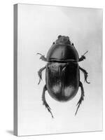 Dung Beetle-null-Stretched Canvas