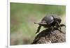 Dung Beetle-null-Framed Photographic Print