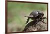 Dung Beetle-null-Framed Photographic Print