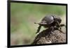 Dung Beetle-null-Framed Photographic Print