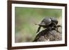 Dung Beetle-null-Framed Photographic Print