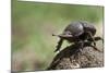 Dung Beetle-null-Mounted Photographic Print