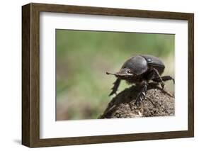 Dung Beetle-null-Framed Photographic Print