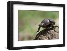 Dung Beetle-null-Framed Photographic Print