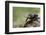 Dung Beetle-null-Framed Photographic Print