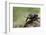 Dung Beetle-null-Framed Photographic Print