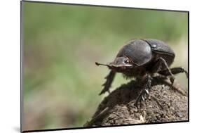 Dung Beetle-null-Mounted Photographic Print